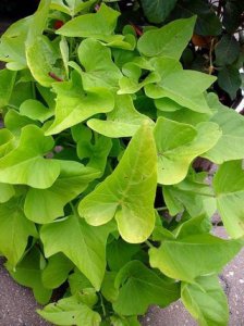 Unbranded 5 cuttings - freshly cut sweet potato vine plants