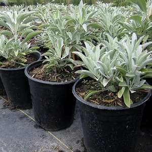 50 Seeds - White Sage Salvia Apiana - Great For Smudge Sticks Perennial Plant