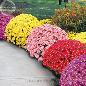Unbranded 500 of heirloom rare ground-cover chrysanthemum (mixed different colors)