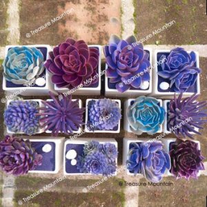 Unbranded Approx 100 seeds / pack, mixed bonsai purple succulent plant seed #nf365