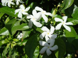 Unbranded Tabernaemontana divaricata | crepe jasmine | butterfly gardenia | 5 seeds