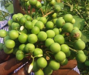 Turkey / Thai Berry Pea Eggplant | Solanum Torvum | Gully bean | 10 Seeds