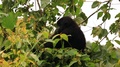 A Baby Gorilla Sits On A Tree And Chews On Vegetation