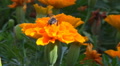 A Bee Collects Nectar On The Flower Tagetes.