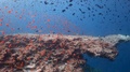 A Coral Ledge Surrounded By Thousands Of Small Orange Fish
