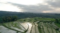 Aerial View Of Rice Terraces In Bali Ascending Backward Shot