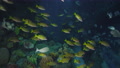 Pond5 Breathtaking underwater footage in one of the world's largest indoor