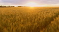 Close Up Of Spikelets Field At Sunset. Slow Motion