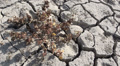 Drought, Lonely Plant, Vegetation, Life, Cracked Earth, Survival