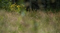 Pond5 Echinochloa weeds and yellow wildflowers