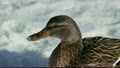 Pond5 Female mallard duck eating snow