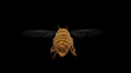 Follow Flying Honey Bee Loop Alpha Matte 4k Version 2