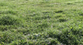 Green Grass Meadow Zoom In
