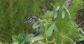 Group Of Blue Tiger Butterflies