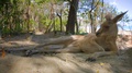 Pond5 Kangaroo laying on sand relaxing