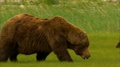 Katmai Brown Bears Feeding On Grassland Alaska Usa