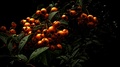 Orange Berries Blowing Gently In The Breeze Stock Footage