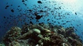 School Of Fish Movement On Coral Reef In Underwater Ocean Of Fiji.