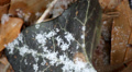 Snow Flakes Falling On Green Ivy Leaf Macro