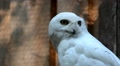 Snowy Owl (Bubo Scandiacus) Is A Large Owl Of The Typical Owl Family Strigidae.
