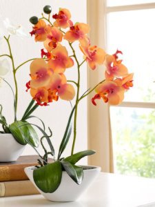 Phalaenopsis KLiNGEL oranje