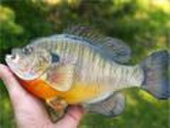 A Beginners Guide to Bluegill Fishing