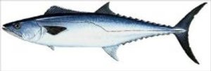 Axel Publishing Kingfish fishing for beginners