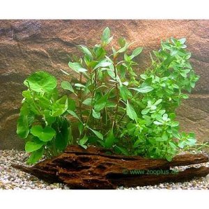 Primo Set di piante per acquario Zooplants - 4 piante