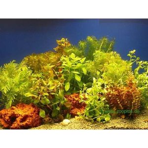 Set assortito di piante acquatiche vive in mazzo Zooplants - Mazzo di piante da 10