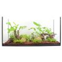 Set di piante acquatiche Zooplants per acquari di 100-120 cm - 15 piante in vaso
