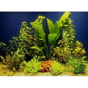 Set di piante acquatiche Zooplants per acquari di 80 cm - 10 piante in vaso